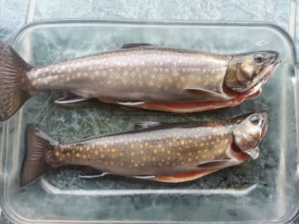 Newfoundland trout