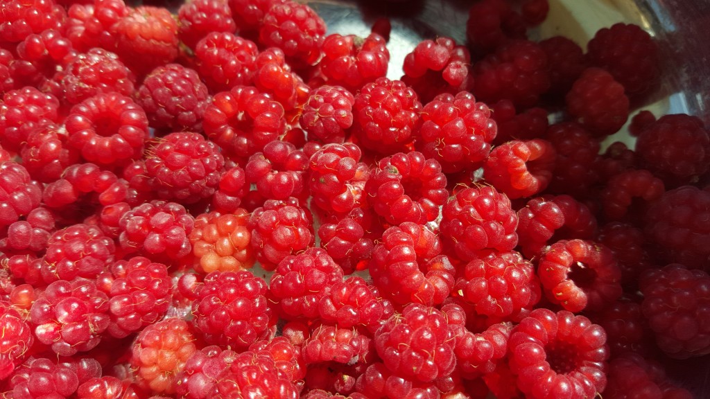 Newfoundland raspberries