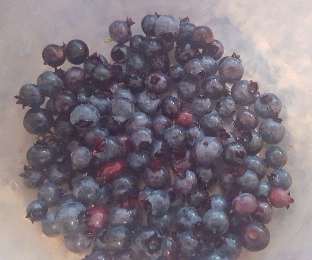 Newfoundland Blueberries
