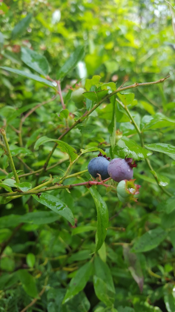 berries ripening