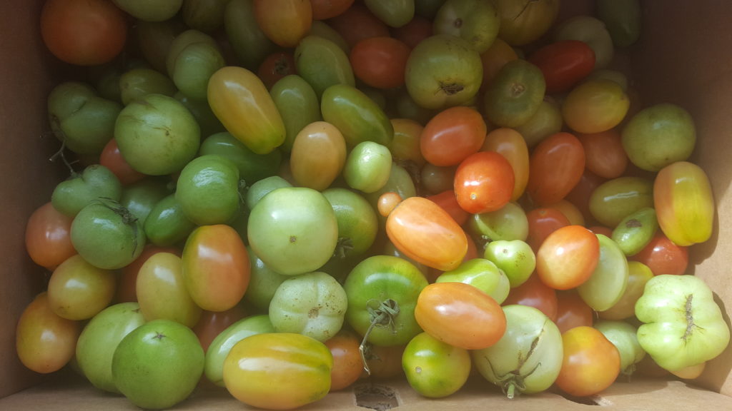 Green tomatoes