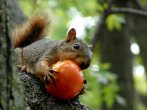 squirrel-eating-tomato-closeup-tree-91072997